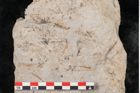 Foto (Objekt + Etikett) von Podocarpus parkeri Ettingshausen (NHMW-GEO-2024-0188-10164b)